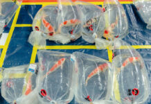 2023 All Vietnam Koi Show 2023 All Vietnam Koi Show