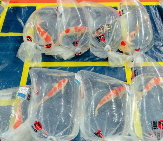 2023 All Vietnam Koi Show